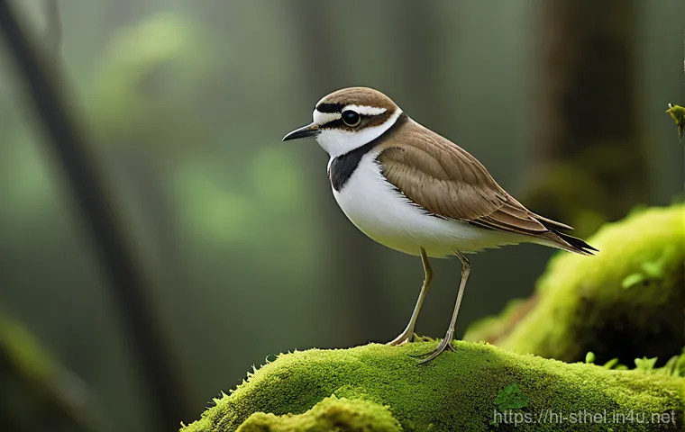 세인트헬레나에서 추천하는 사진 촬영 명소 - **Prompt:** A breathtaking panoramic view of Jamestown, St. Helena, captured from the summit of Jaco... 세인트헬레나에서 추천하는 사진 촬영 명소 - **Prompt:** A breathtaking panoramic view of Jamestown, St. Helena, captured from the summit of Jaco...